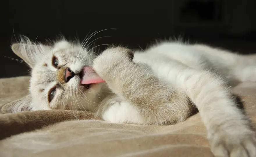 Mi gato se lame mucho - ¿Es normal? Descubre la verdad