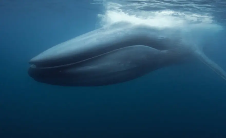Gestation baleine bleue - Durée, naissance et vulnérabilité
