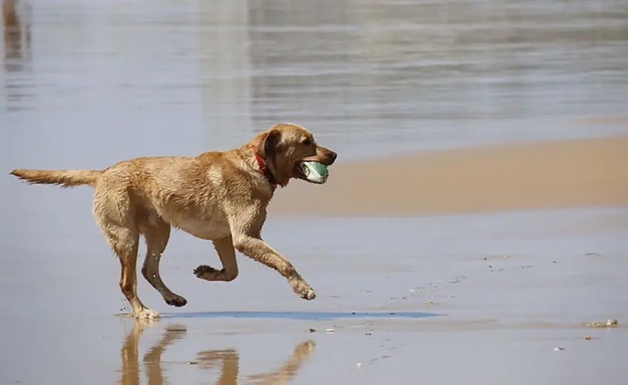 Mi perro come menos en verano - ¿Normal o problema?