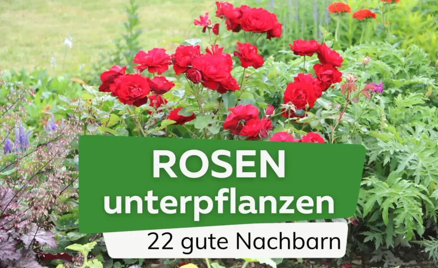 Welche Bodendecker passen unter Rosen? Tipps für die Pflege