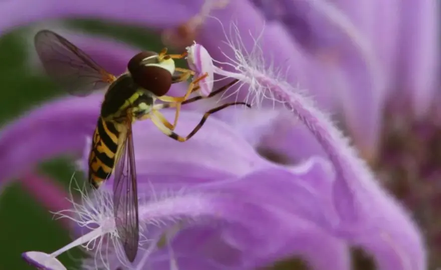 Syrphe pyrastre - L'allié discret de votre jardin sain
