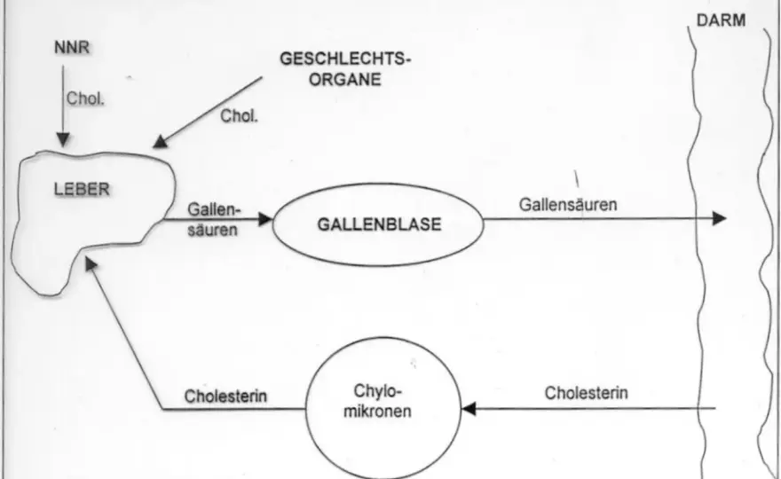 Colestyramin richtig einsetzen - bei LDL und Gallensäure-Durchfall
