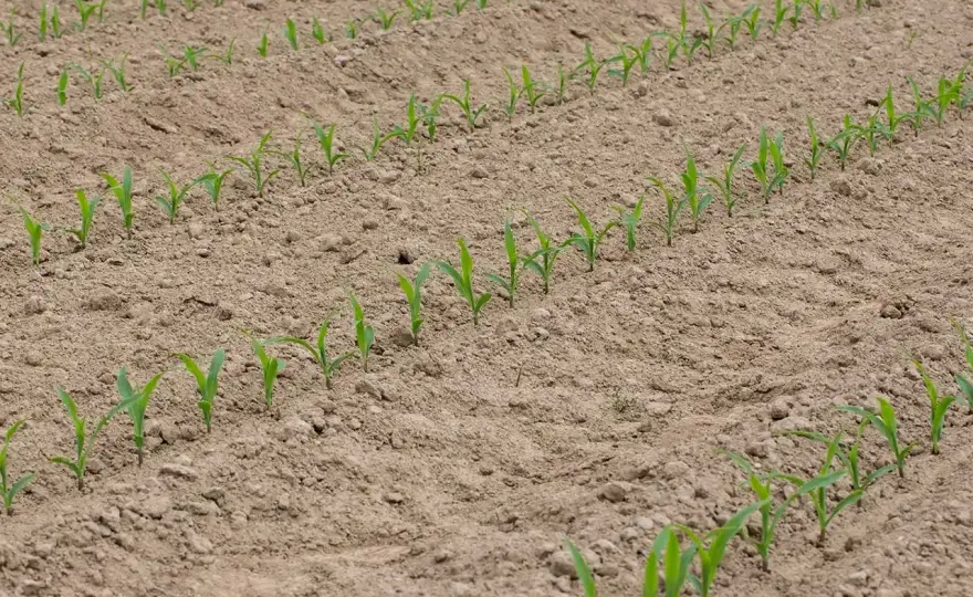Quand semer le maïs - Pas juste une date, le sol décide !