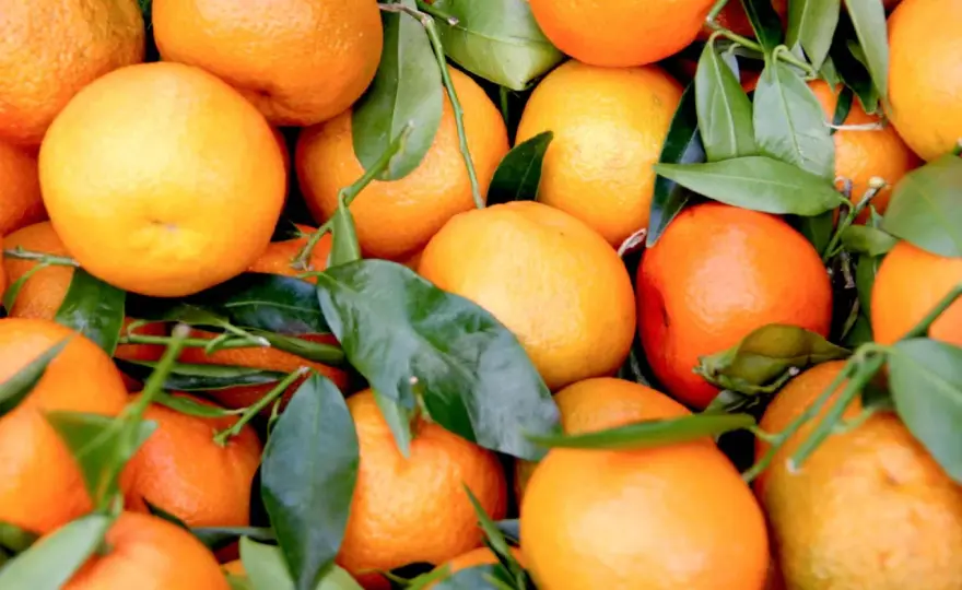Orangen richtig lagern - So bleiben sie länger frisch!