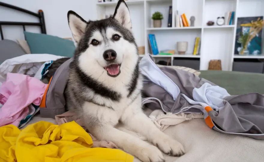 Legowisko dla husky - jak wybrać idealne i uniknąć błędów?