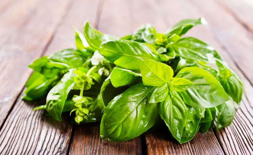 Jak zachować bazylię na zimę? Mrożenie, suszenie, pesto - sprawdź!