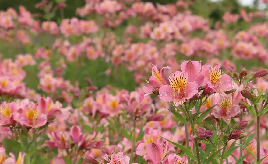 Alstroemère (Lys des Andes) - Le secret d'une floraison durable