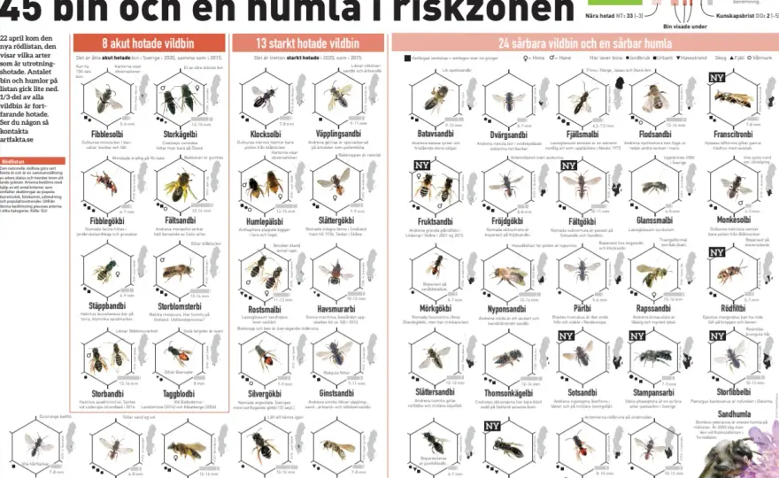 Var bor bin? Så hittar honungsbin, humlor och vildbin hem