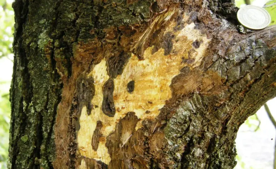 Malattie del noce, come riconoscere i sintomi dalle immagini