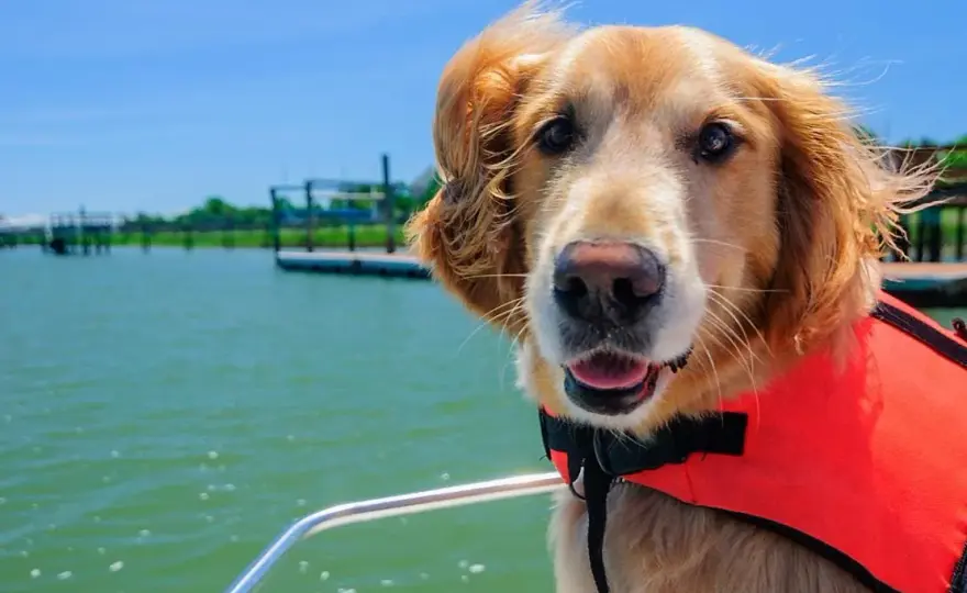 Vacaciones con mascotas: consejos para un viaje inolvidable y sin estrés