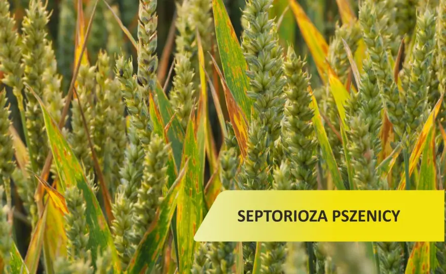 Septorioza - Jak rozpoznać i skutecznie zwalczać?
