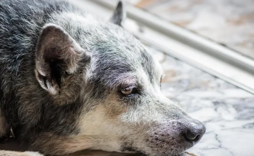 Chien âgé ne mange plus - Causes et solutions efficaces