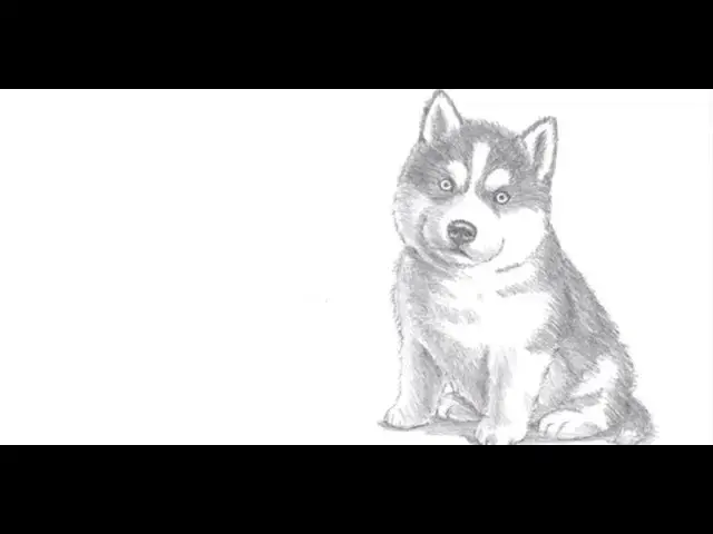 Jak łatwo narysować psa husky krok po kroku dla początkujących