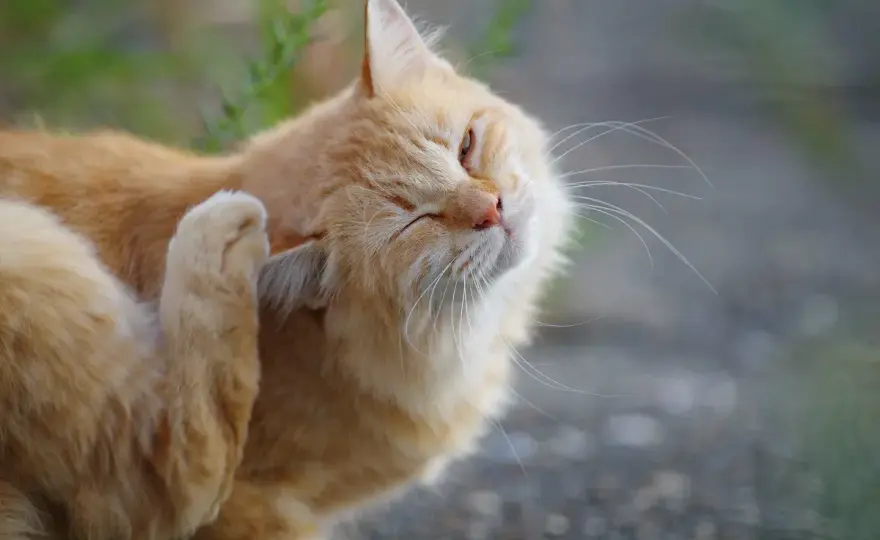 Futtermittelallergie bei Katzen richtig erkennen und testen