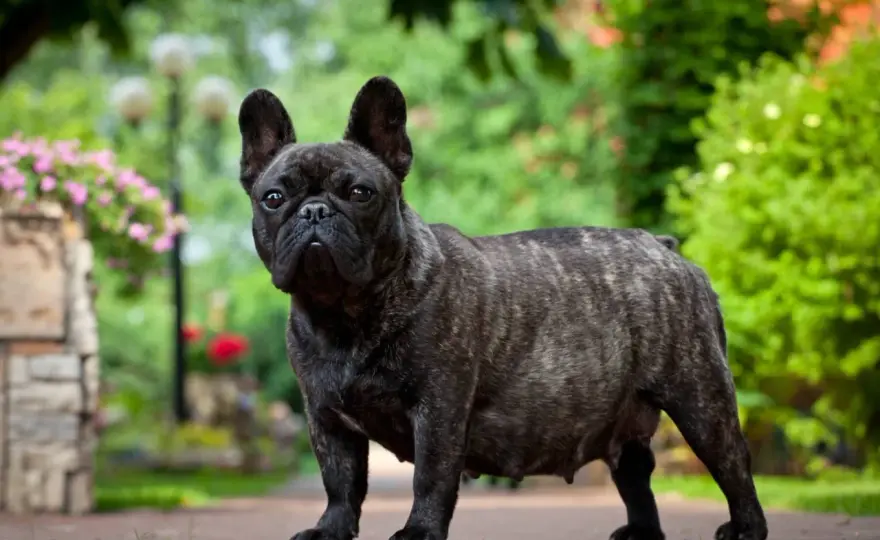 False Pregnancy in Dogs - What Every Owner Needs to Know