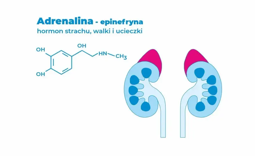 Adrenalina - Jak działa i kiedy jest sygnałem alarmowym?