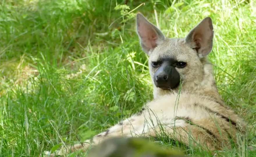Aardwolf - El lobo de tierra que come termitas: Guía completa
