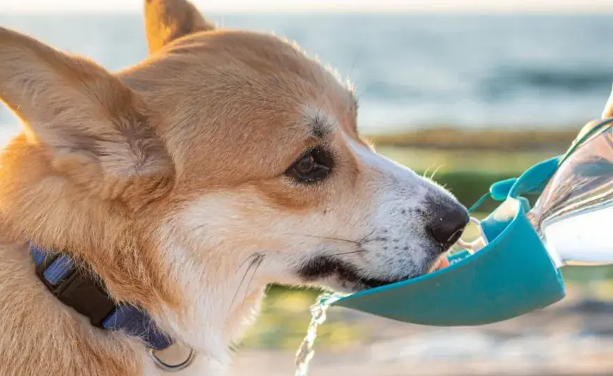 Cuánta agua debe beber un perro - Guía completa de hidratación