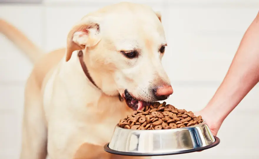 Mon chien ne mange pas - Causes et solutions efficaces