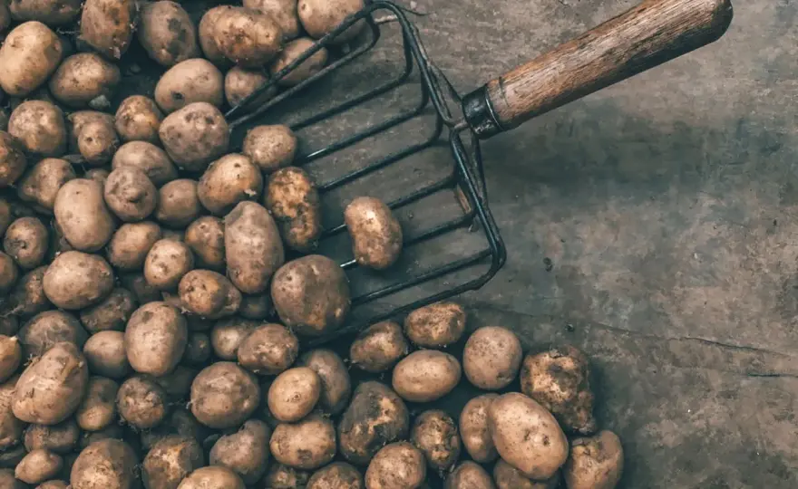 Ziemniaki gotowane kcal - ile mają i jak liczyć porcję?
