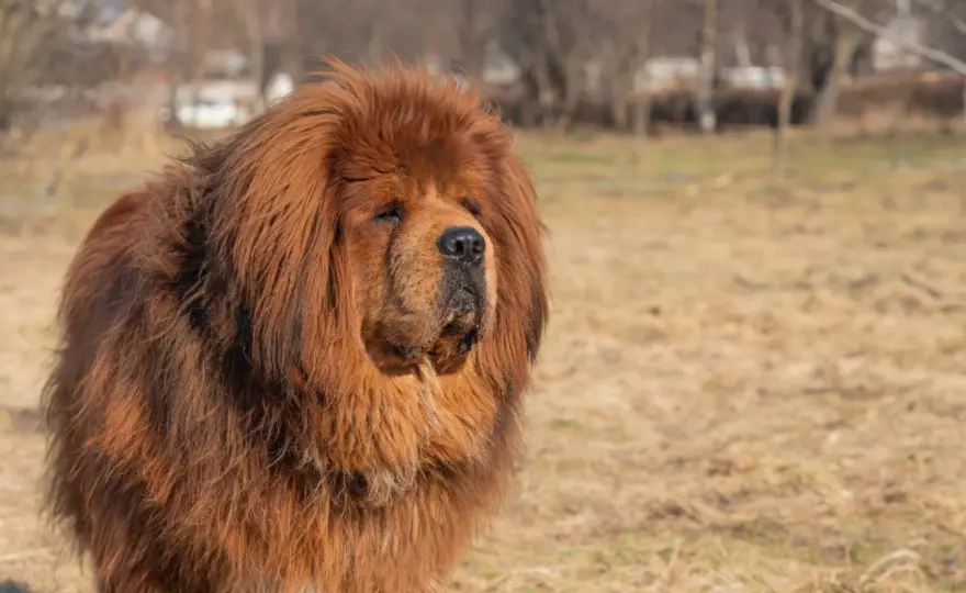 Tibetmastiff im Alltag - Charakter, Pflege und Haltung