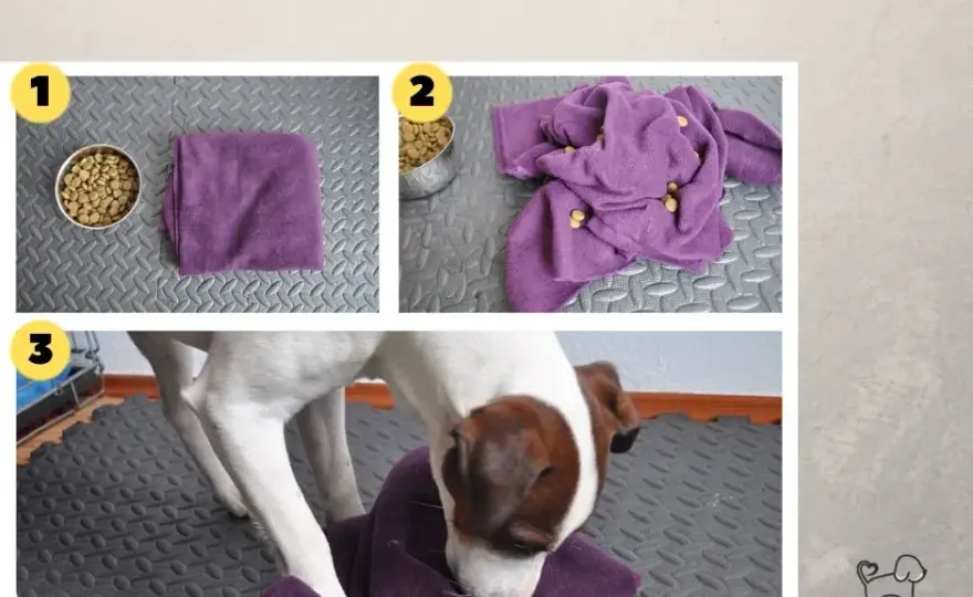 Jak zrobić zabawkę dla psa? DIY pomysły na super zabawę!