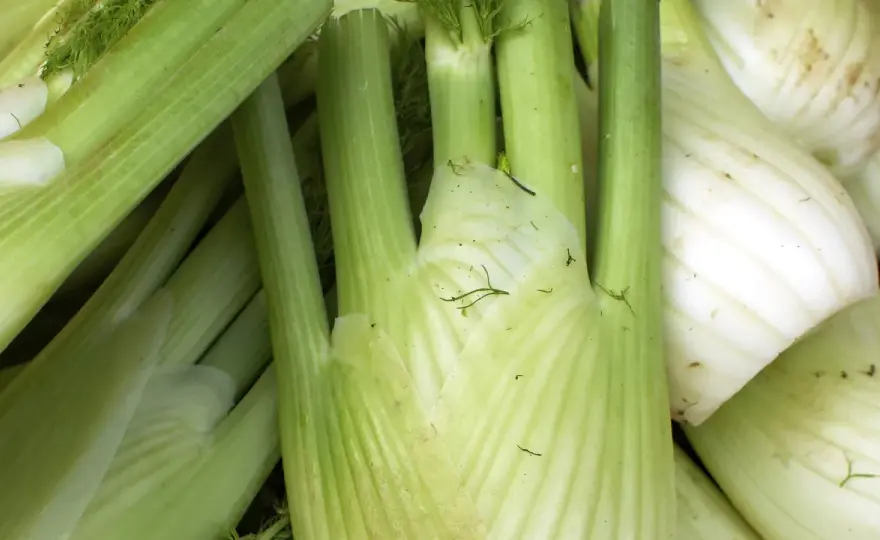 Fenchel haltbar machen - So bleibt er wochenlang frisch!