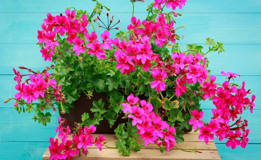 Pelargonie - które odmiany wybrać? Efekt i spokój!