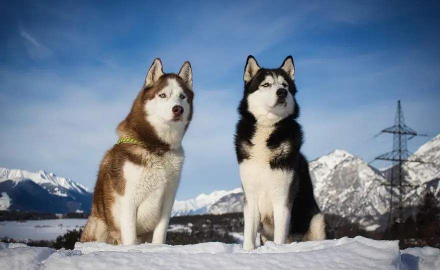 Husky-Rassen im Vergleich - so unterscheiden sie sich im Alltag