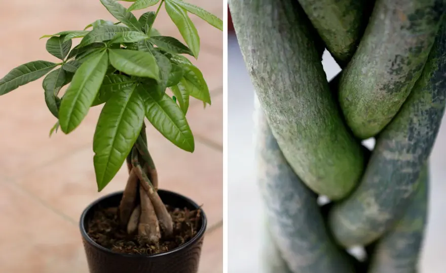 Tronco Intrecciato - La guida per una pianta sana e d'effetto