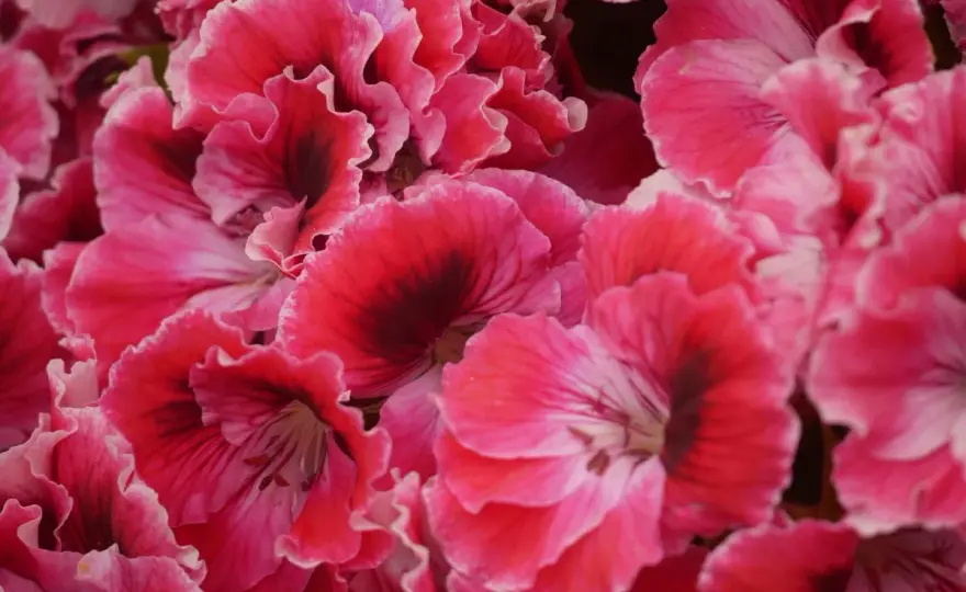Pelargonie angielskie - uprawa i zimowanie. Jak dbać o kwiaty?