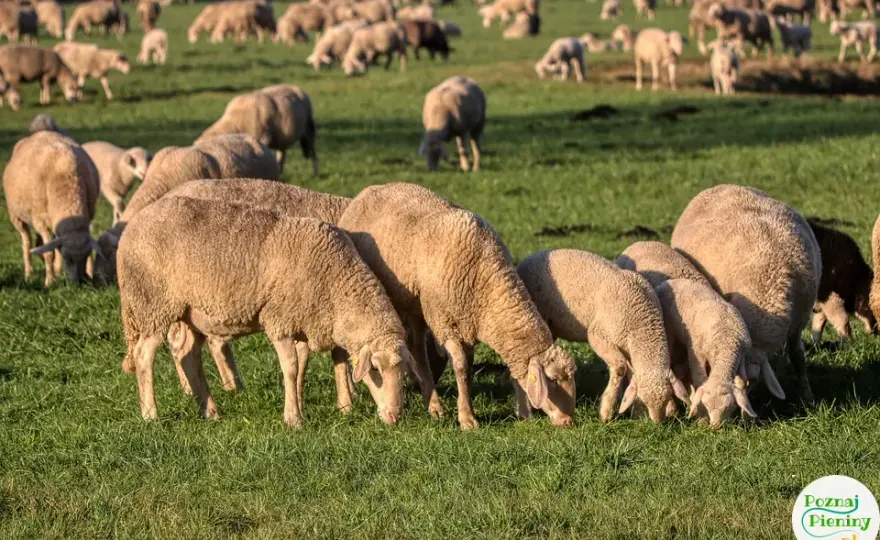Bacówka u Wojtka: Prawdziwy smak Pienin i góralska przygoda