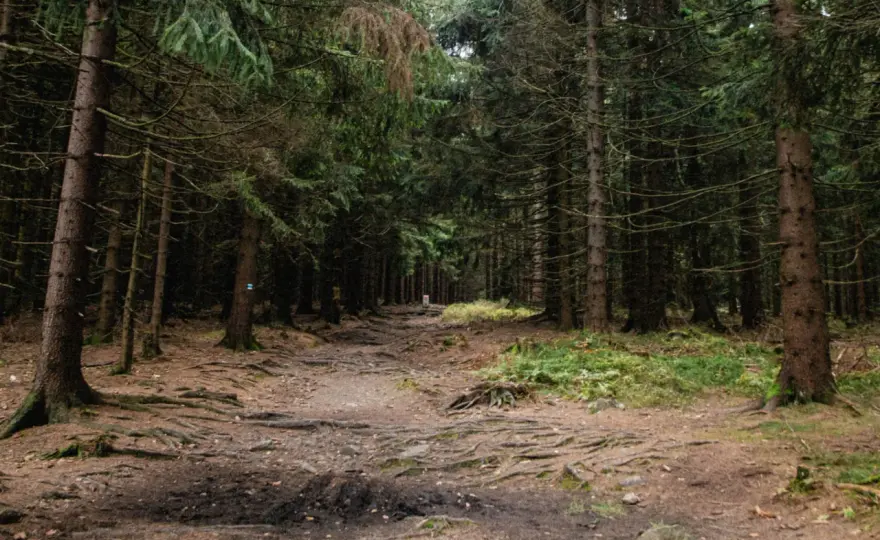 Borówkowa Góra - Idealna na spacer czy trekking?