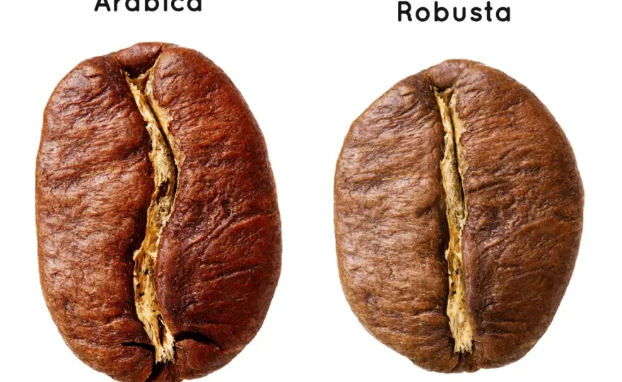 Arabika czy Robusta - Jaka kawa jest dla Ciebie? Sprawdź!