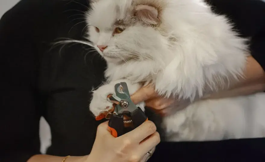 Cortar uñas de gato sin estrés - Guía fácil y segura