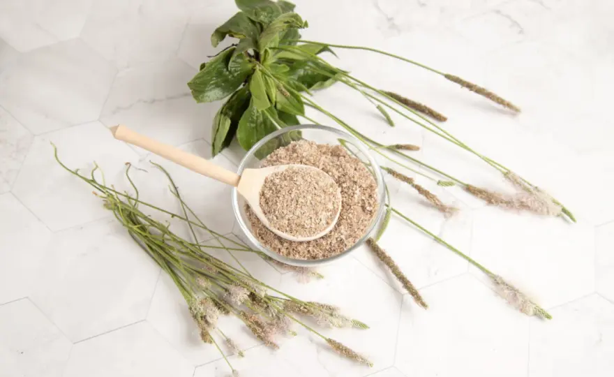 Psyllium - Vrais bénéfices et comment l'utiliser sans erreur