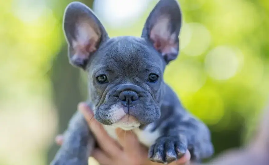 Buldog francuski miniaturka - co naprawdę oznacza?