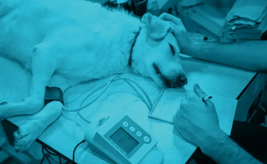 Igroma cane - Cause, cura e prevenzione efficace