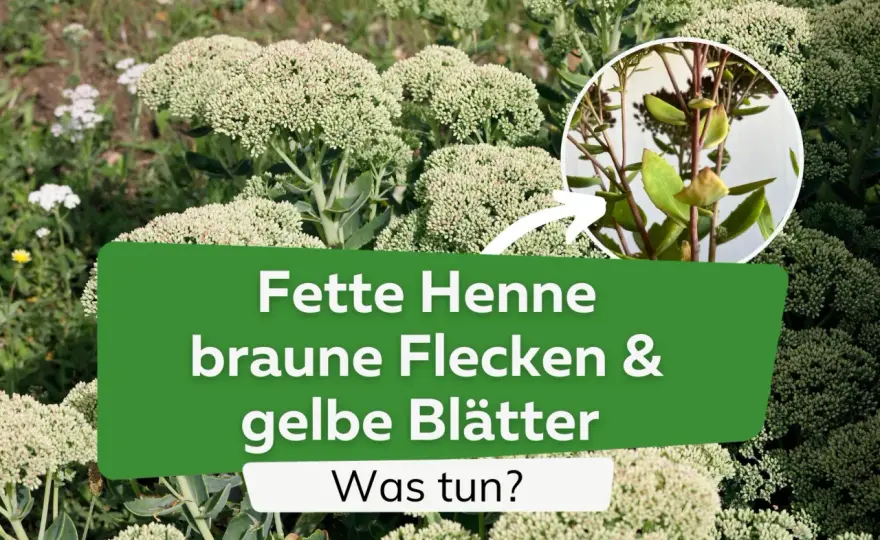 Fette Henne krank? Mehltau, Fäulnis und Schädlinge erkennen