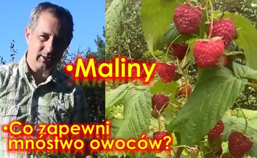 Kiedy jest sezon na maliny? Poznaj najlepszy czas na zbiór owoców