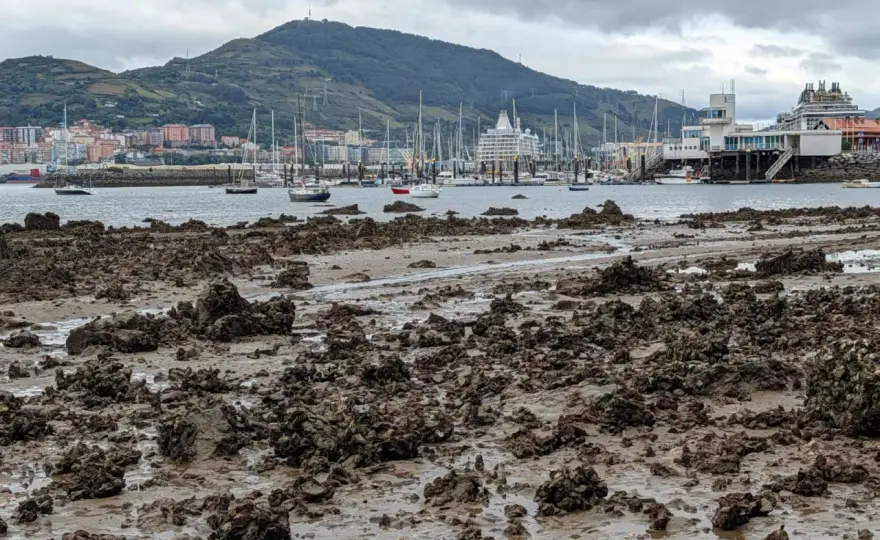 Mareas vivas y su impacto en el marisqueo y la lonja