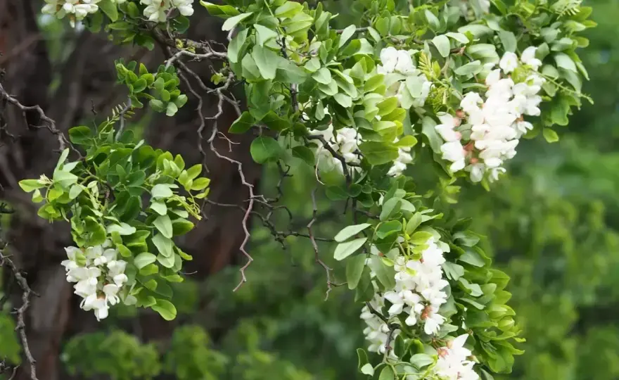 Robinia biała - ozdoba czy problem? Poznaj prawdę!