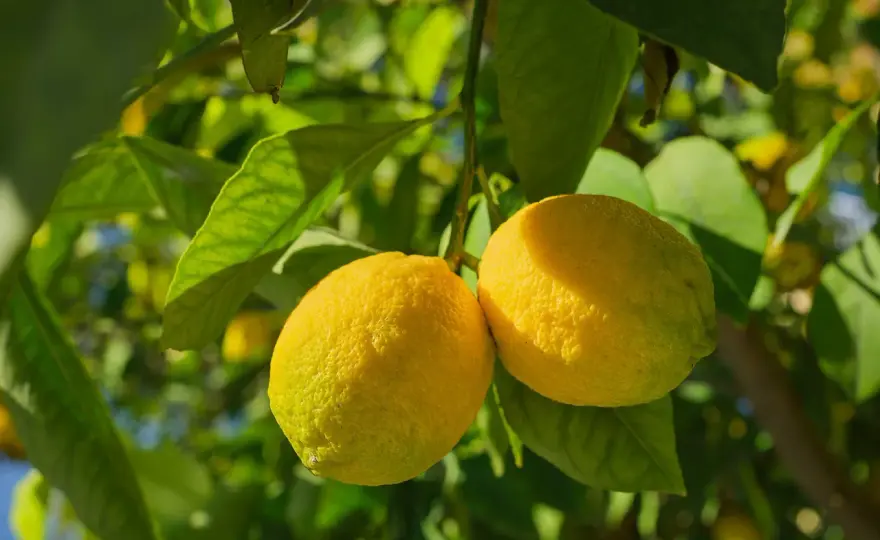 Concime fogliare per agrumi - quando usarlo e come
