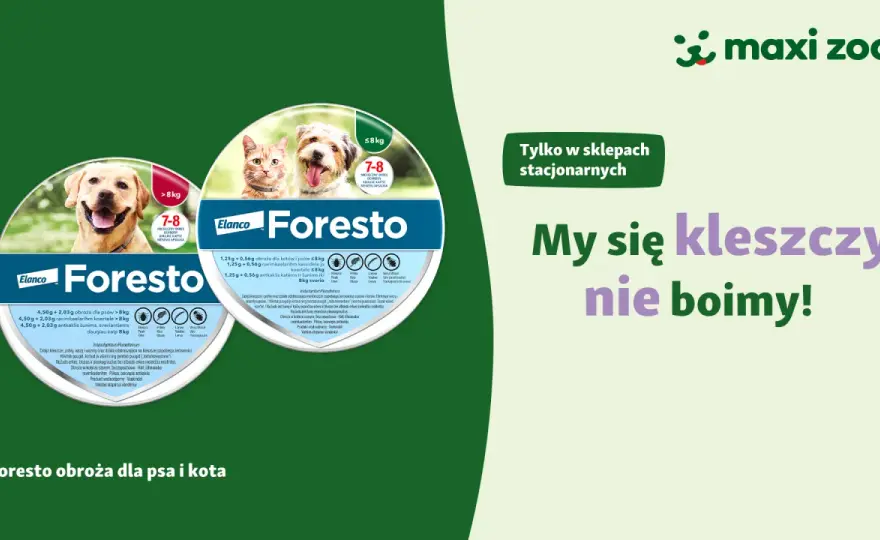 Gdzie kupić obrożę Foresto? Sprawdź najlepsze oferty online