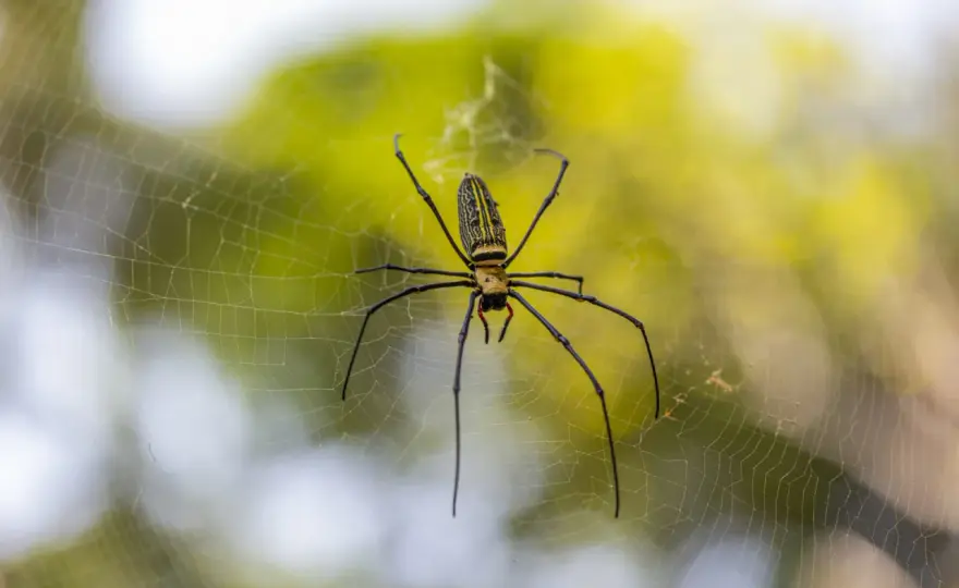 Predatori naturali delle cimici - chi le combatte davvero?