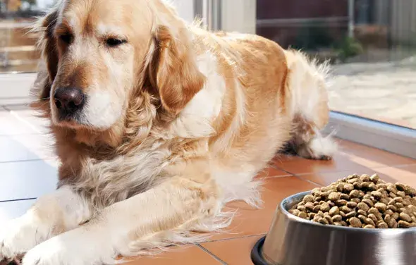 Golden Retriever: Ile karmy? Sekrety zdrowej wagi psa