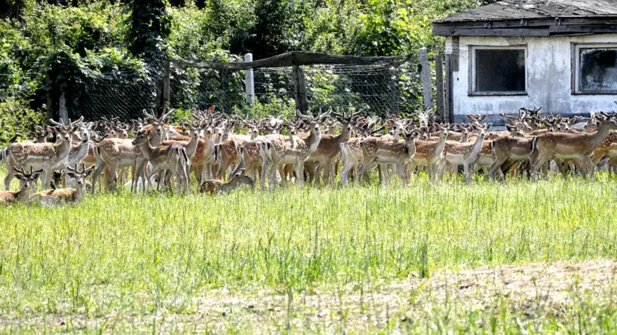 Czy hodowla danieli jest opłacalna? Sprawdź zyski i ryzyka tej branży