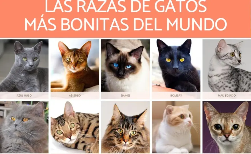Gatos más bonitos - ¿Cuál encaja contigo?