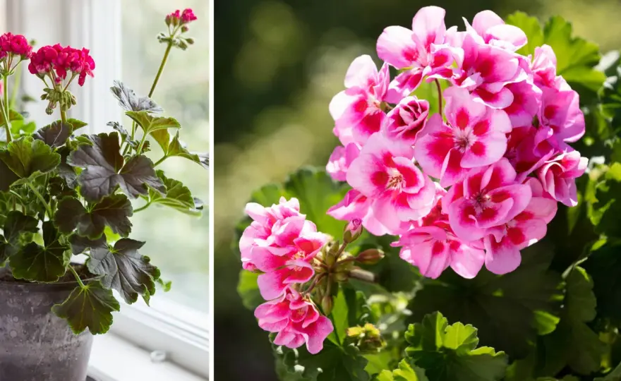 Gula blad på pelargoner - så hittar du orsaken