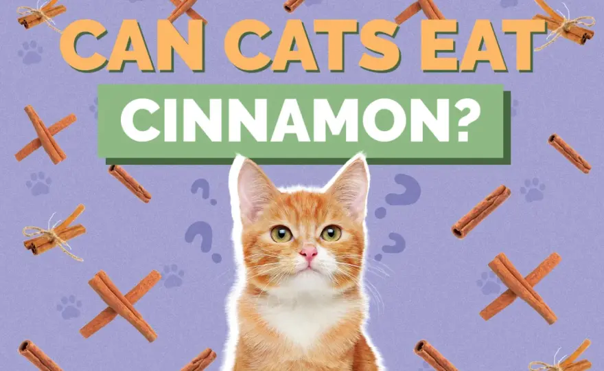 Cinnamon and Cats - Is It Safe? Your Guide to Risks & Safety